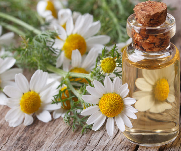 Chamomile Oil