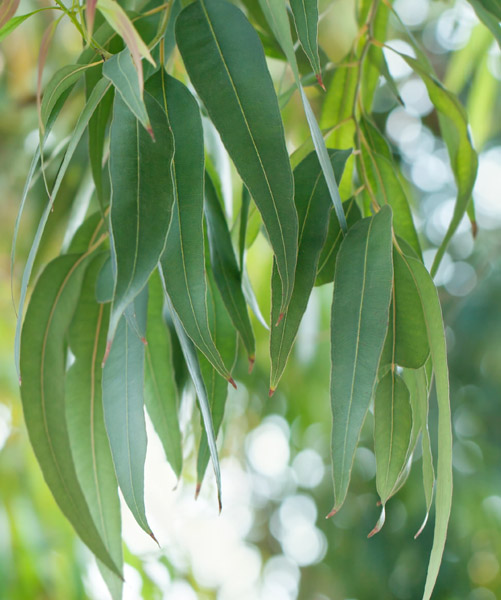 Lime Eucalyptus Oil